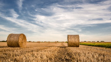 Harvest Season