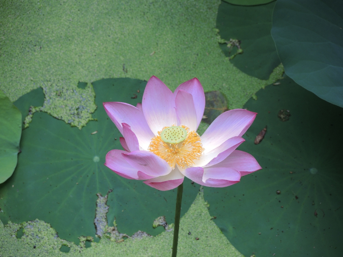 綠葉中的蓮花