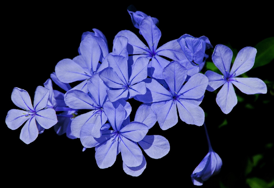 Strong blue