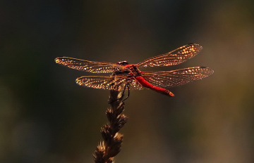 Red  Dragonfly