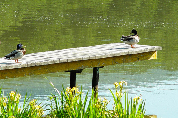 lake with ducks