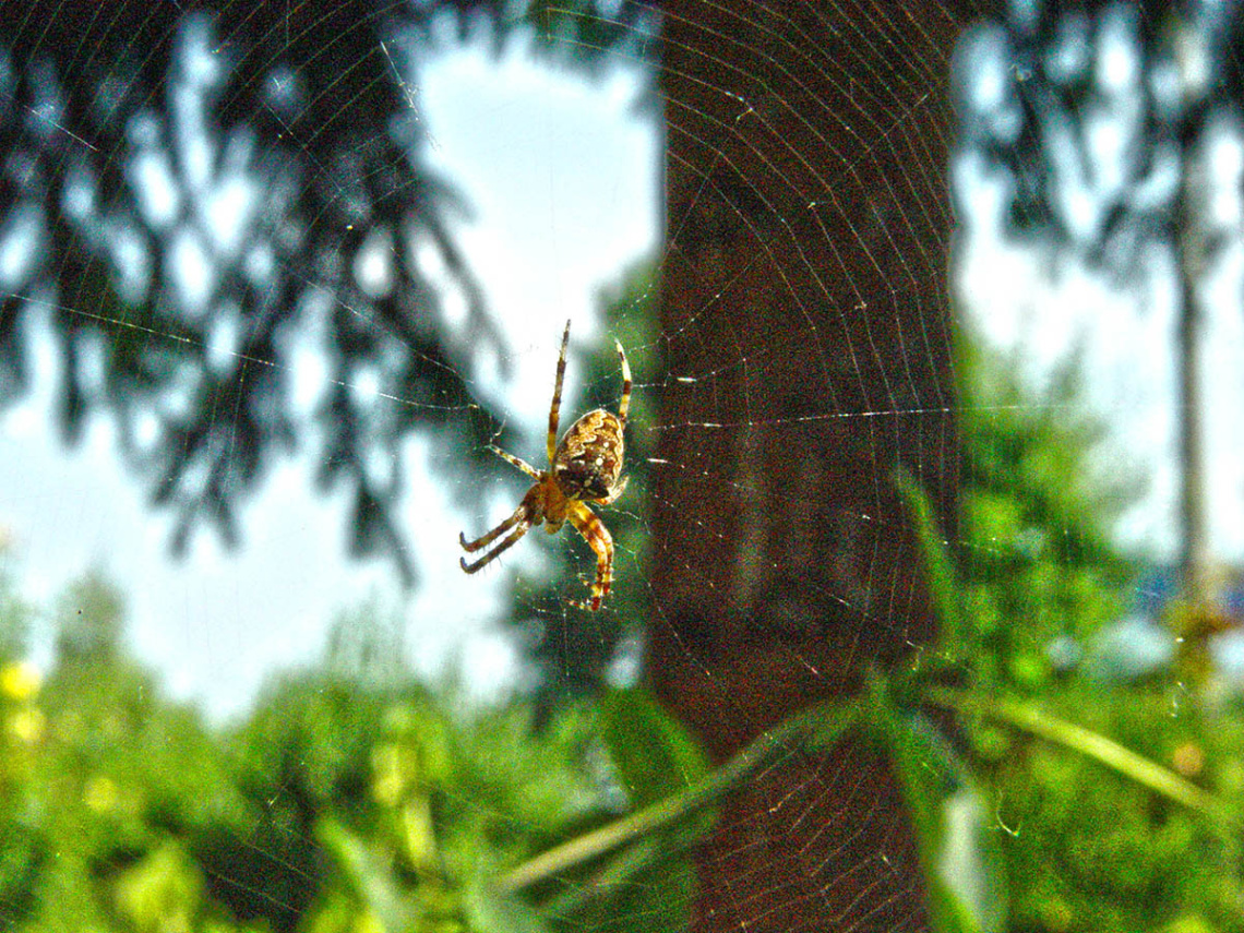 small spider.