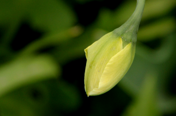 Before Flowering 