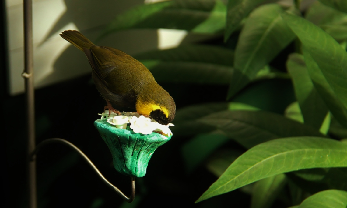 I love birds....