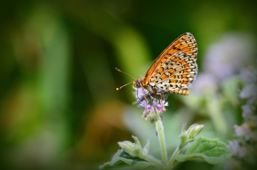 MİNİ MİNİ YAŞAMLAR (149) ...........