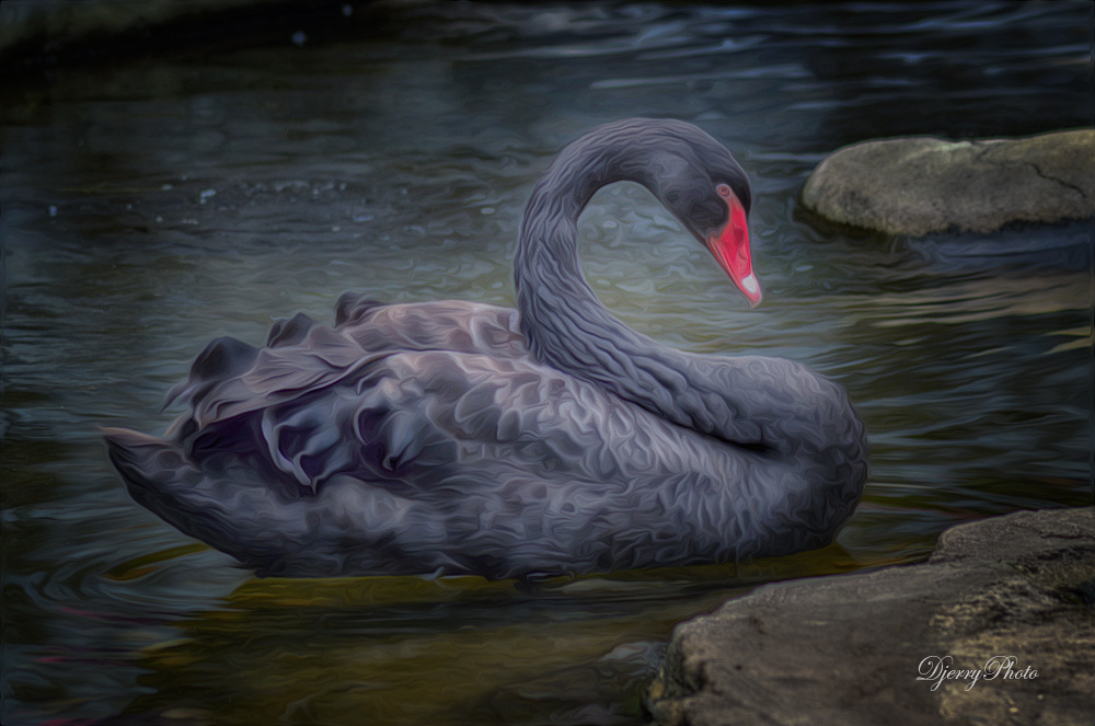 Black swan
