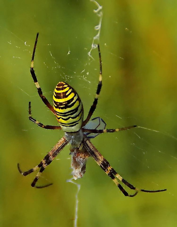 Big  Spider Wasp