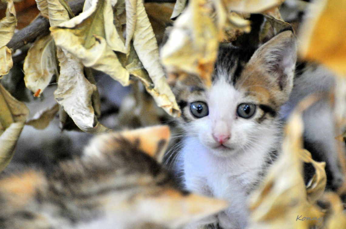 the eyes .....