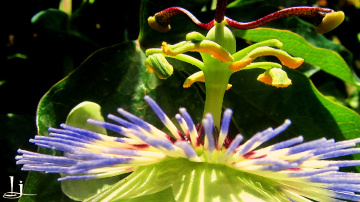 'ballerina'