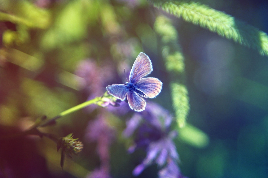 purple nature
