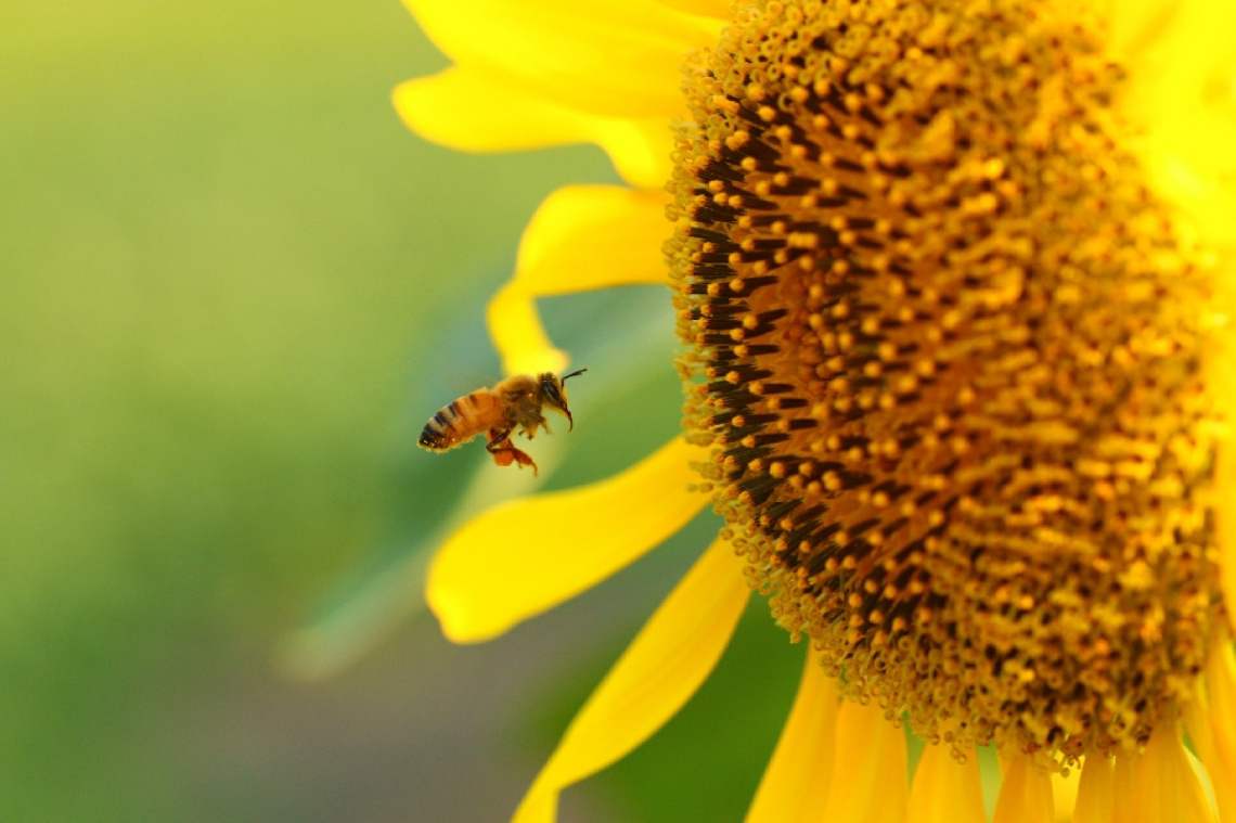 honeybee