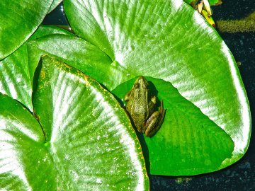tree trog