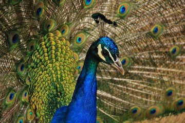 Peacock