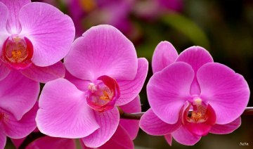 Pink orchid 