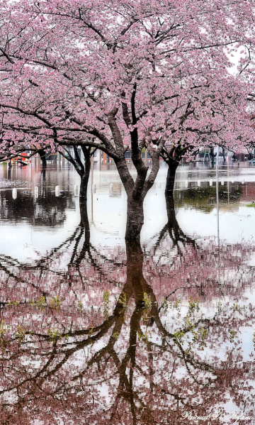 Cherry blossoms