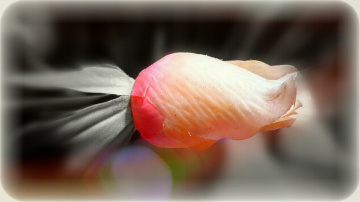 Blooming Bud 