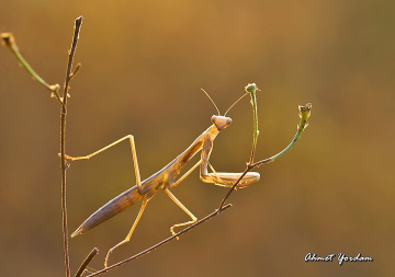 Mantis- Peygamber Devesi