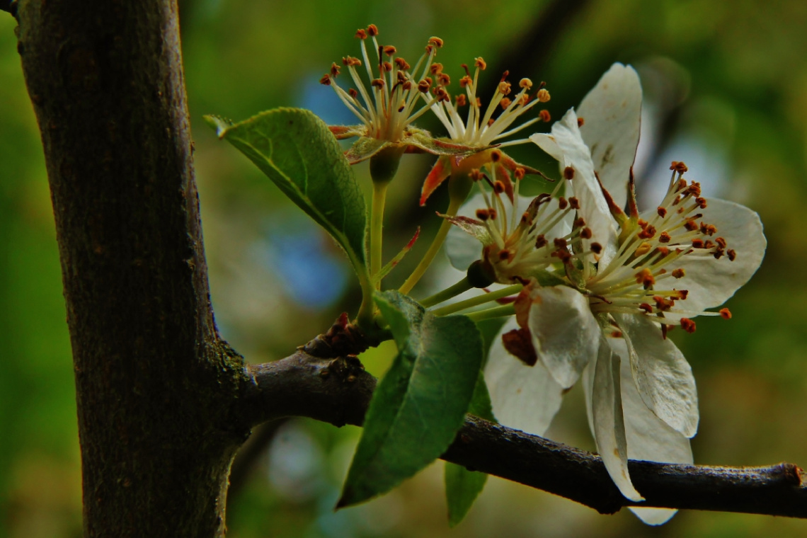 A tree´s life