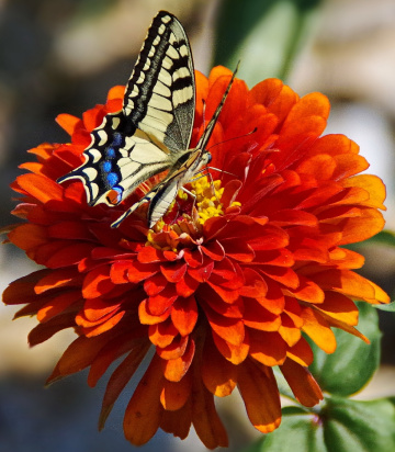 On Zinnia