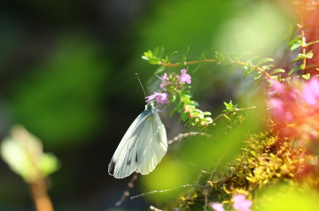 White in green