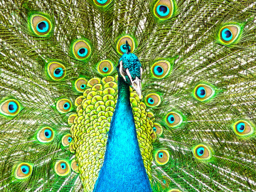 peacock