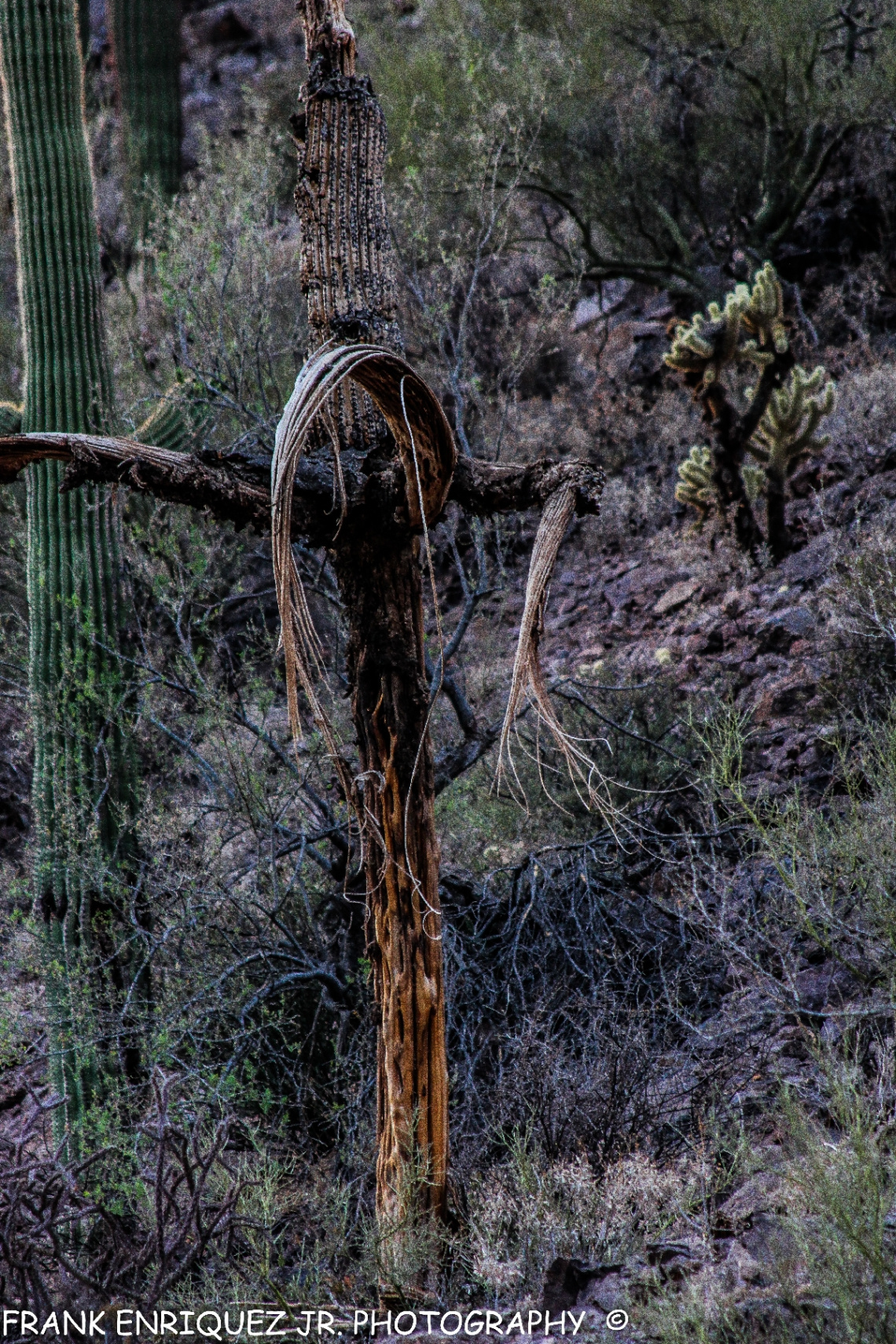 Dead Arizona Saguaro Cactus