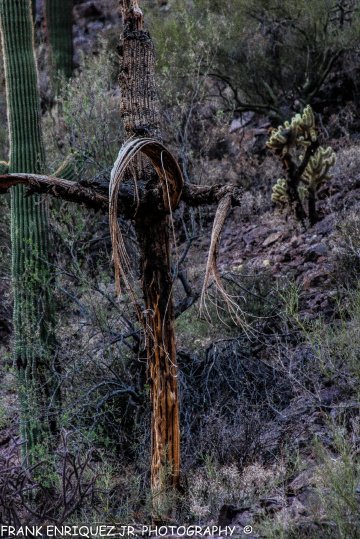 Dead Arizona Saguaro Cactus