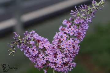 BUDLEYA