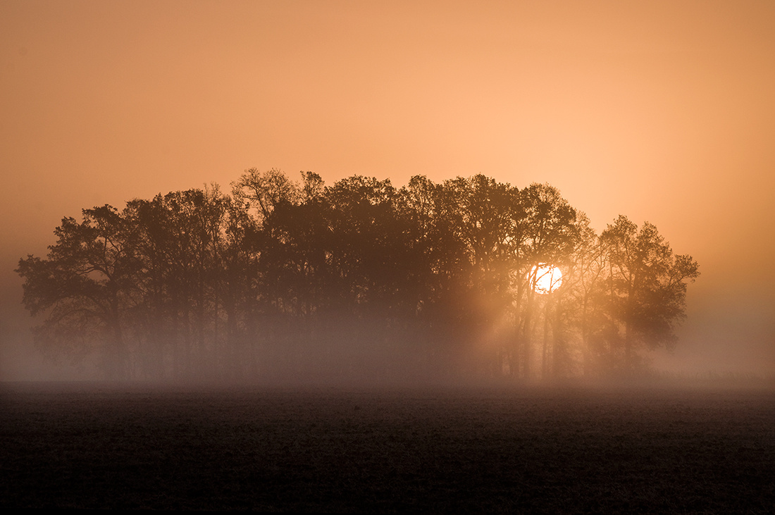The Fog