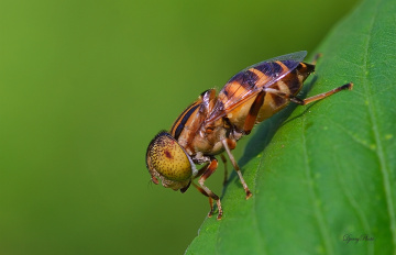 Hoverfly