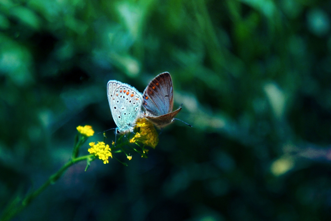 from nature
