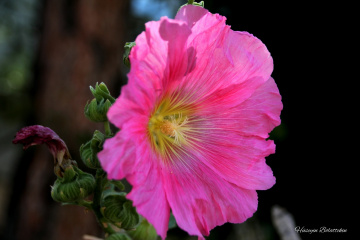 Pembe