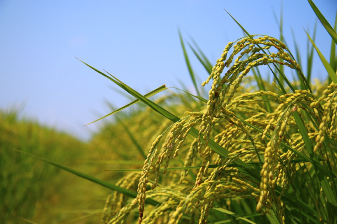 rice field