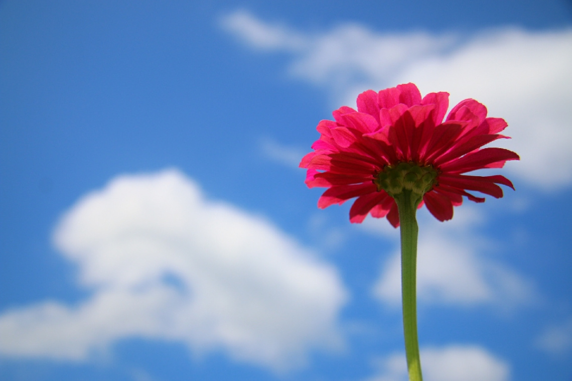 Under the bluesky