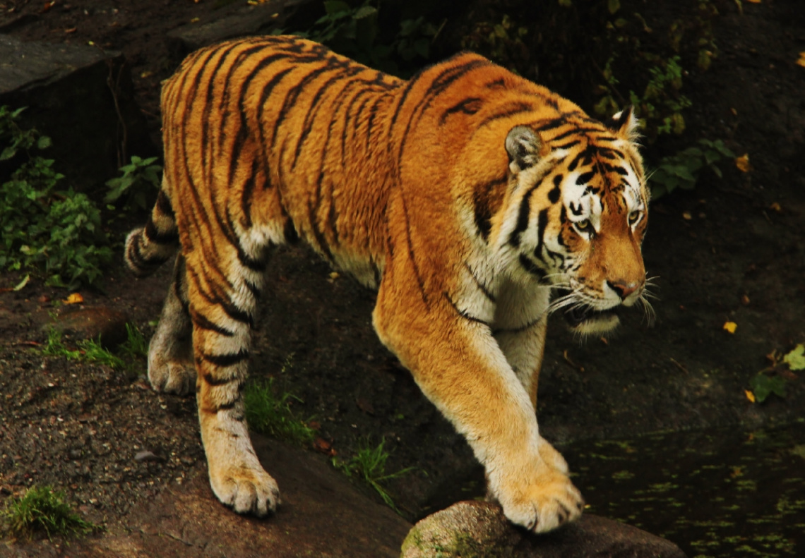 Amur Tiger