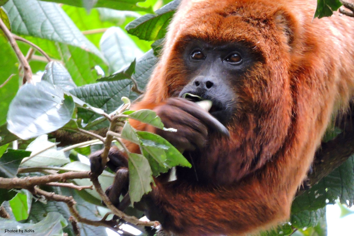 Red Bugio Monkey