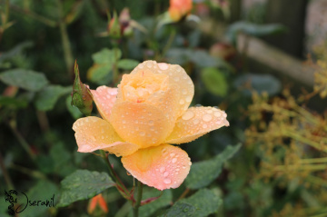 Raindrops on rose