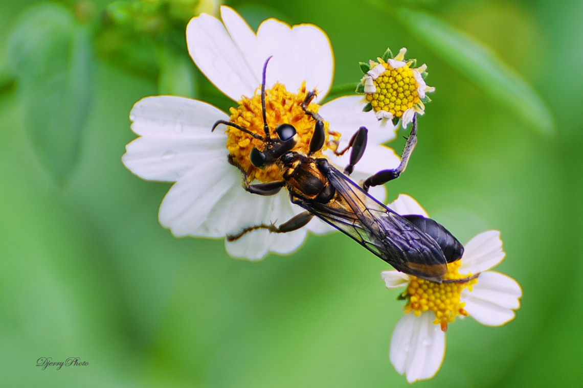 Wasp