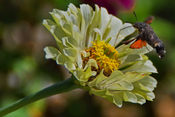 On zinnia