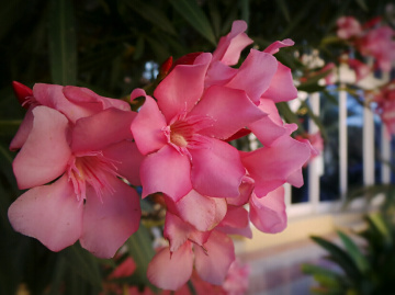 pink blooms 