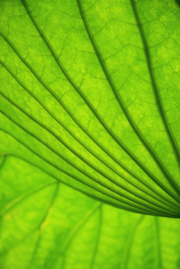 Lotus leaf