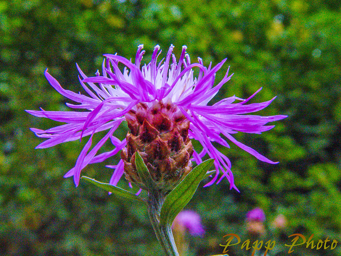Wildflover