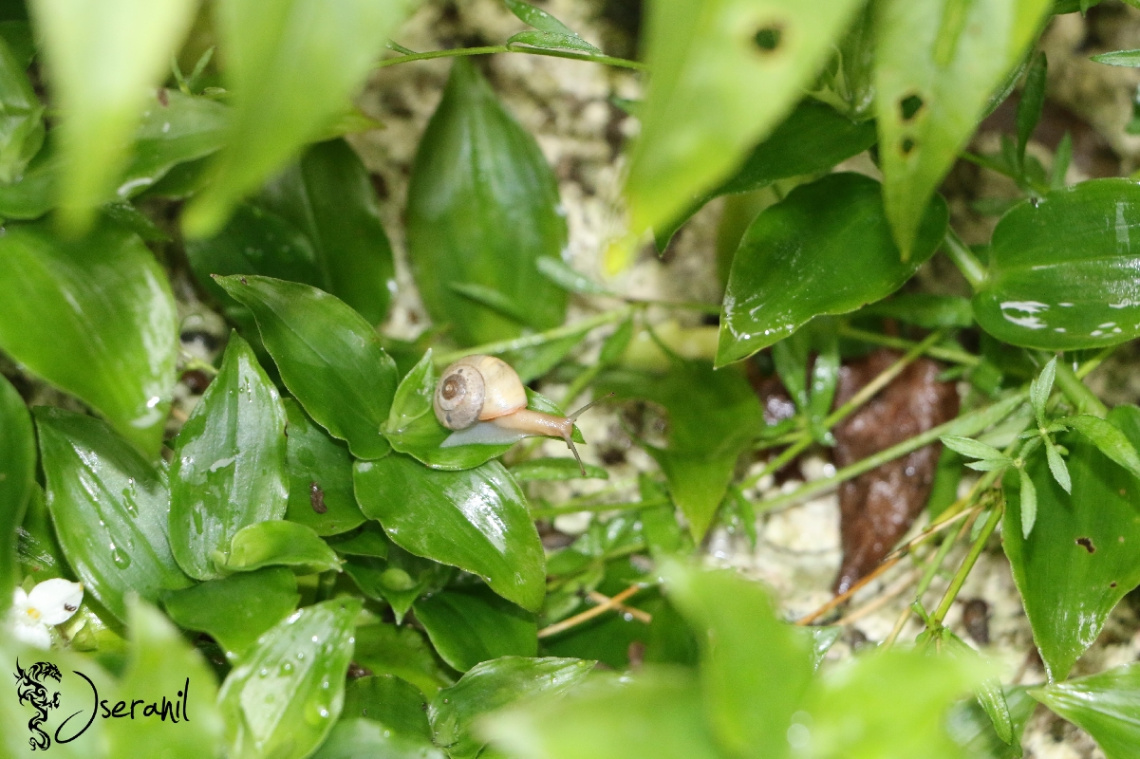 Snail in the rain