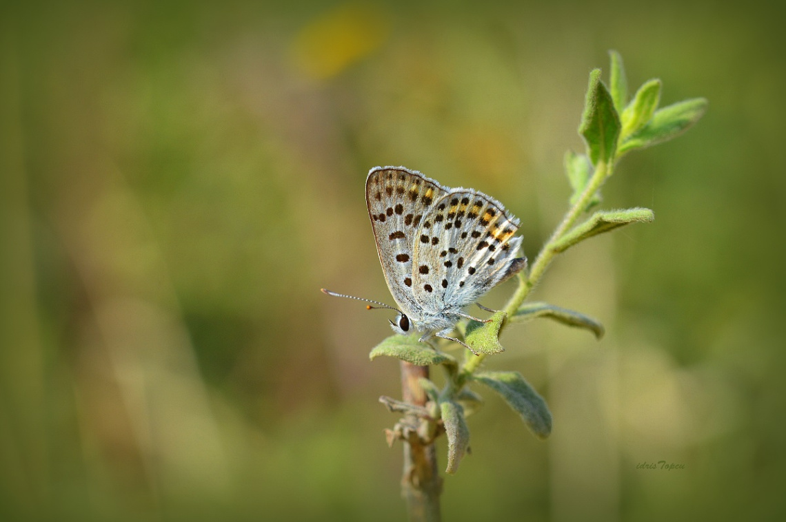 MİNİ MİNİ YAŞAMLAR (155) ...........
