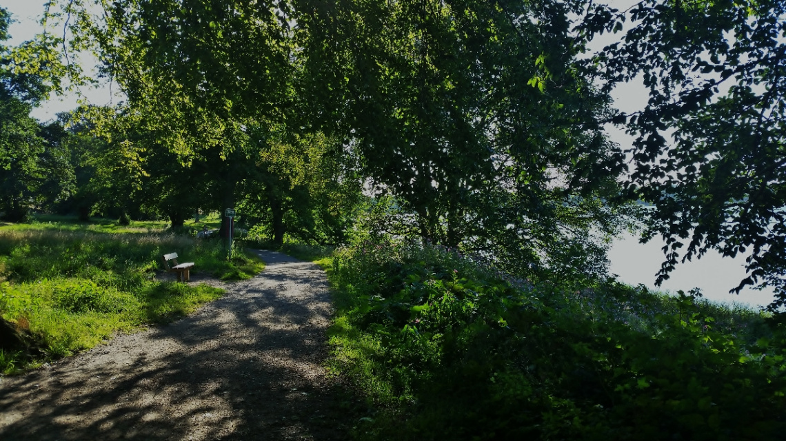 Under the trees by the lake