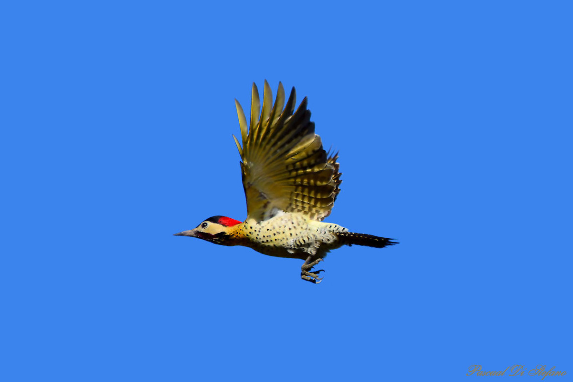 Royal woodpecker