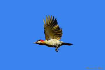 Royal woodpecker