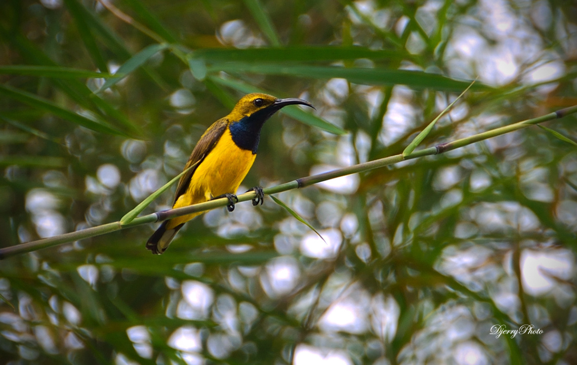 Sunbird