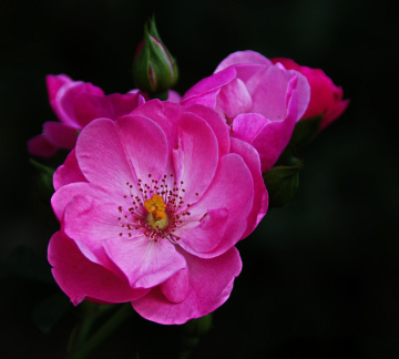 Pink roses