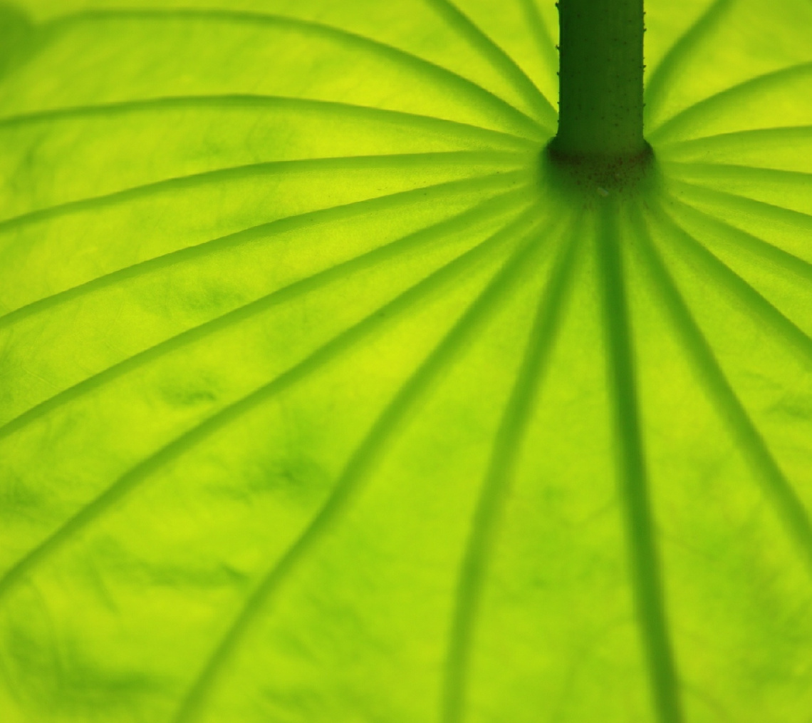 green umbrella